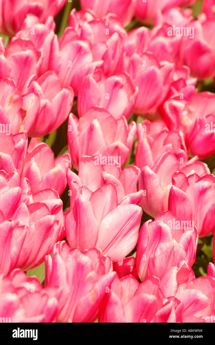 Tulpe Blume rosa Eindruck Liliaceae Tulipa Stockfoto