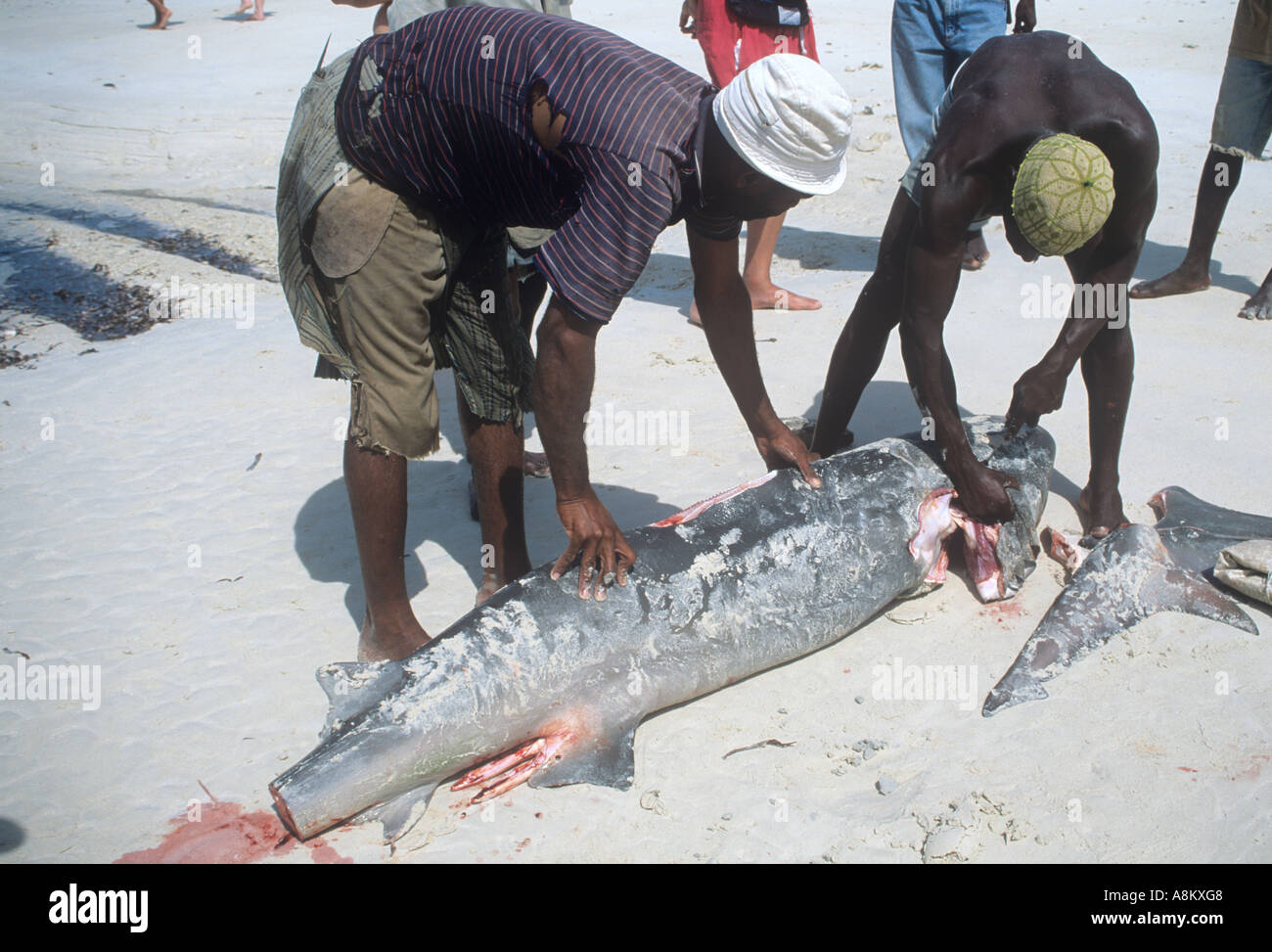 Afrikaner Abschneiden der Flossen und Schwänzen von Haien in Kenia Nachfrage aus Asien Stockfoto