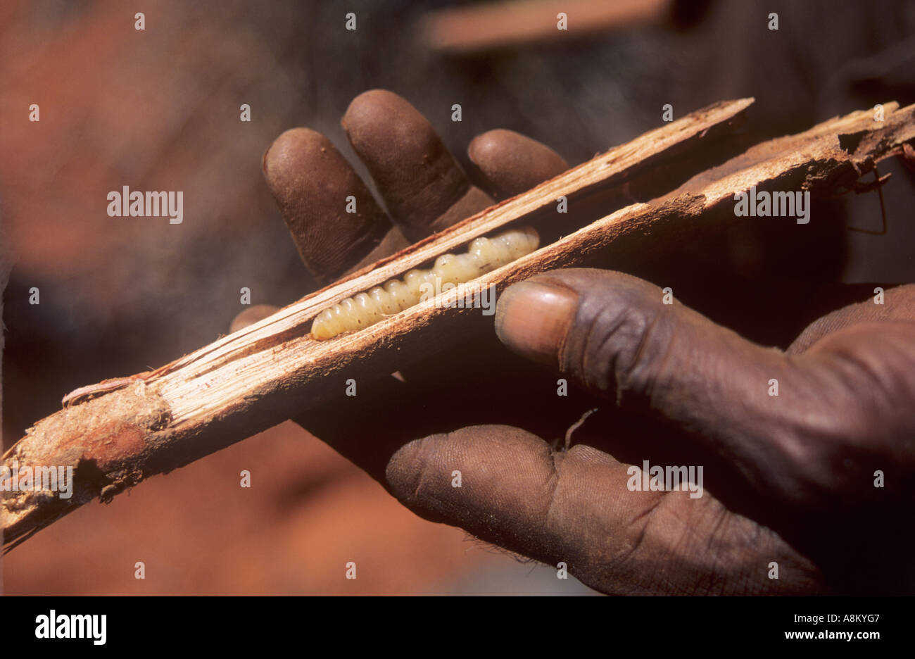 Witchetty GRUBS sind beliebte Lebensmittel der First Nations in Zentralaustralien Stockfoto