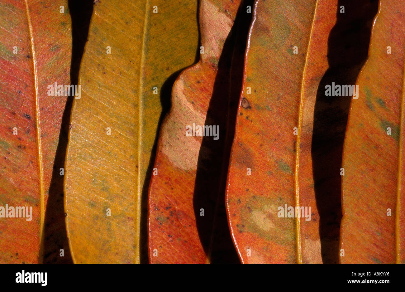 Gum verlässt, Australien Stockfoto