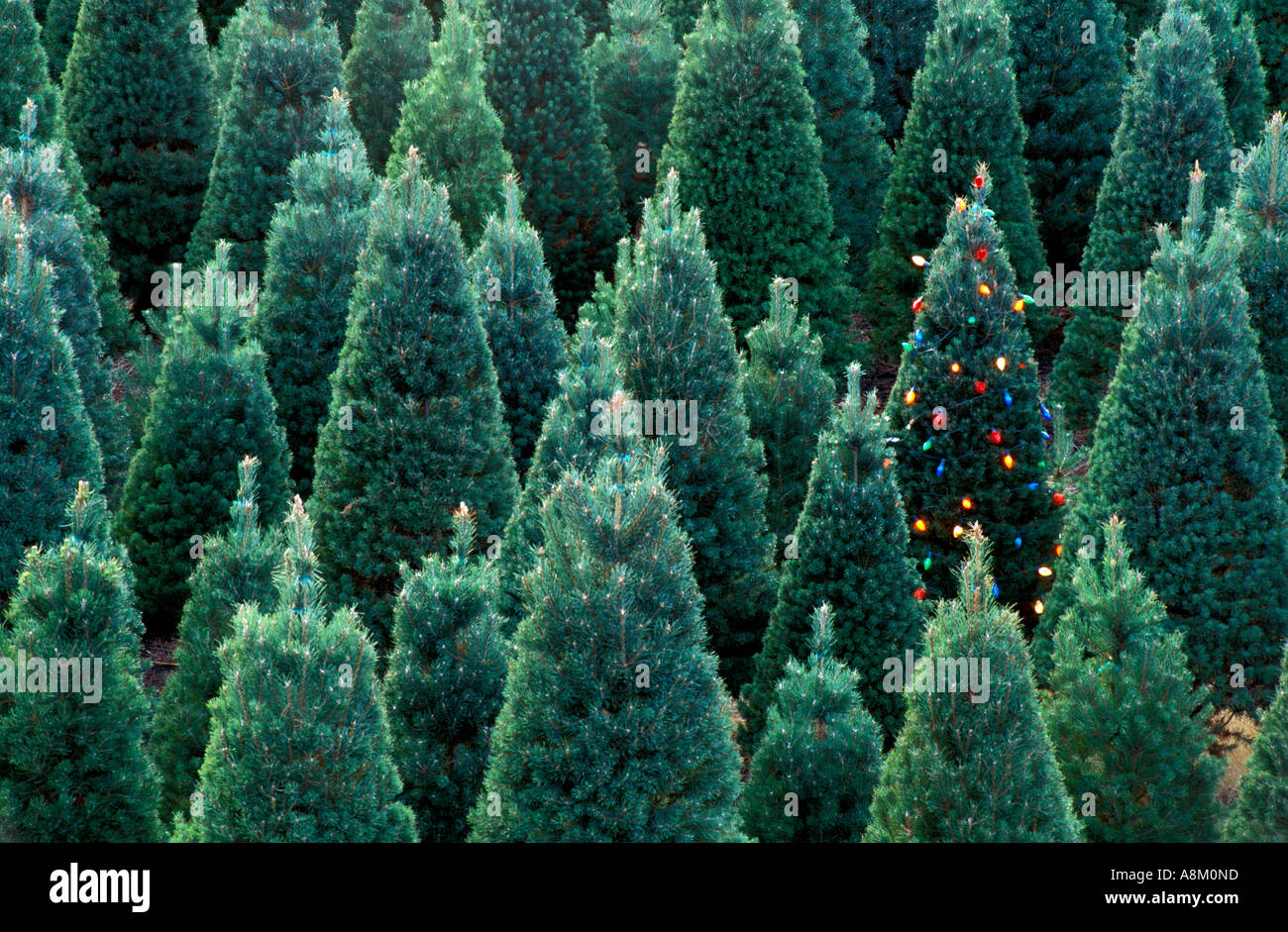 USA-IDAHO Christmas Tree Farm mit einem beleuchteten Weihnachtsbaum in der Nähe von Boise Stockfoto