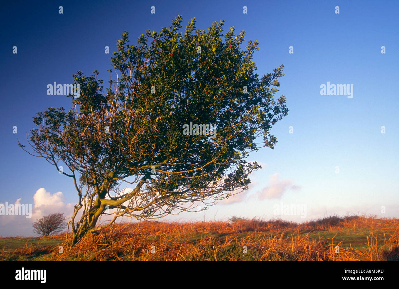 Eine windgepeitschte Stechpalme in den Quantock Hills in der Nähe von Minehead Somerset Great Britain Stockfoto