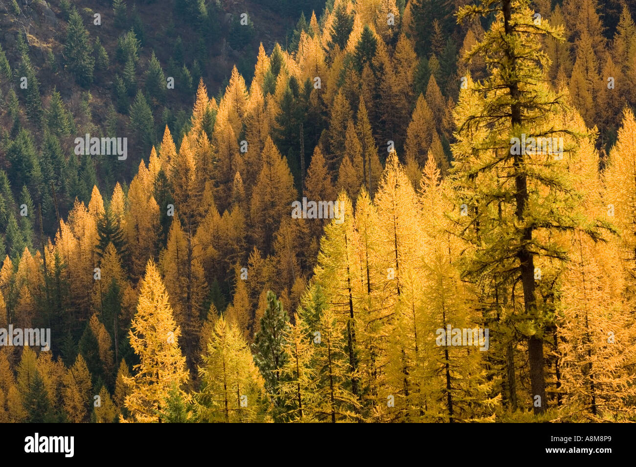 IDAHO LOCKSA Fluss Herbstfarben von Tamarck und grünen Wald nördlich zentrale Id Stockfoto