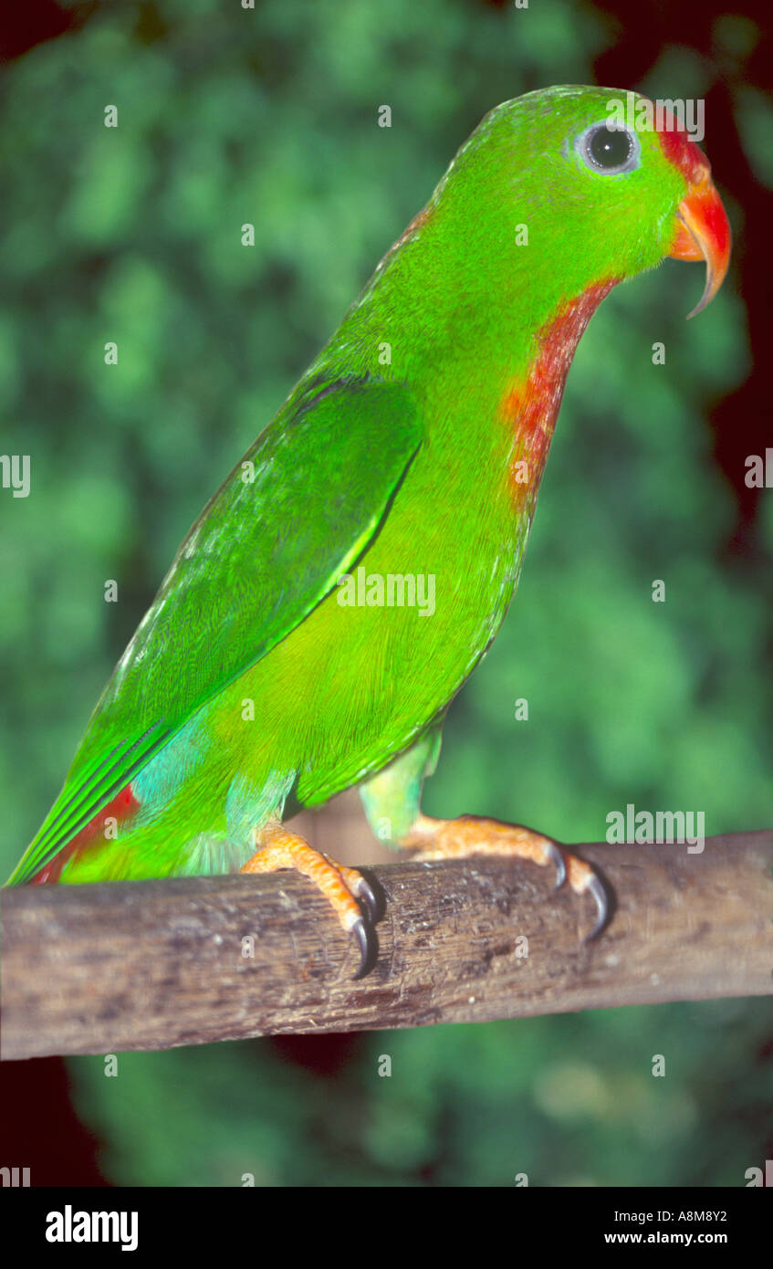 Ein Colasisi Loriculus Philippensis ein Papagei einzigartig auf den Philippinen Stockfoto