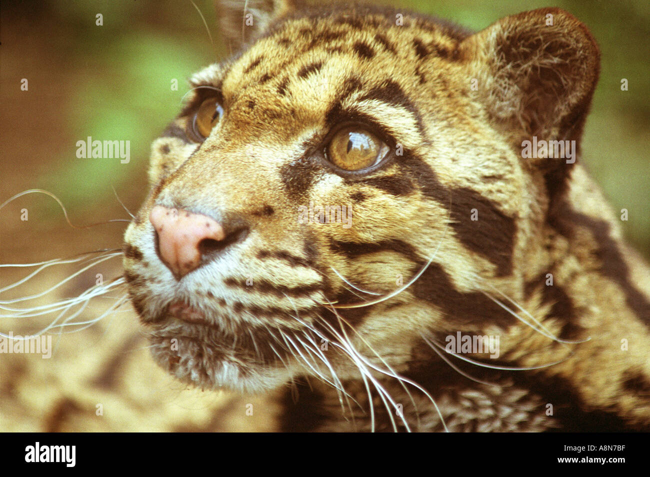 Leopard in einer Erhaltungszucht getrübt Stockfoto