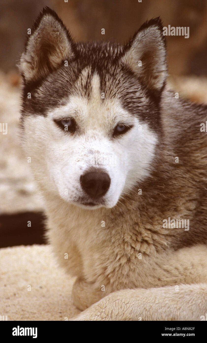 Siberian Husky Stockfoto