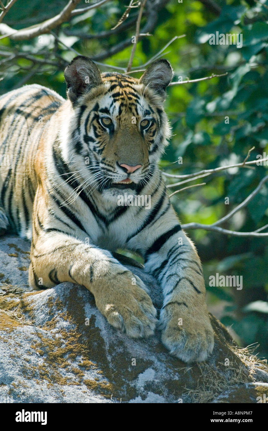 TIGER (Panthera Tigris) Bandhavgarh National Park Indien Stockfoto