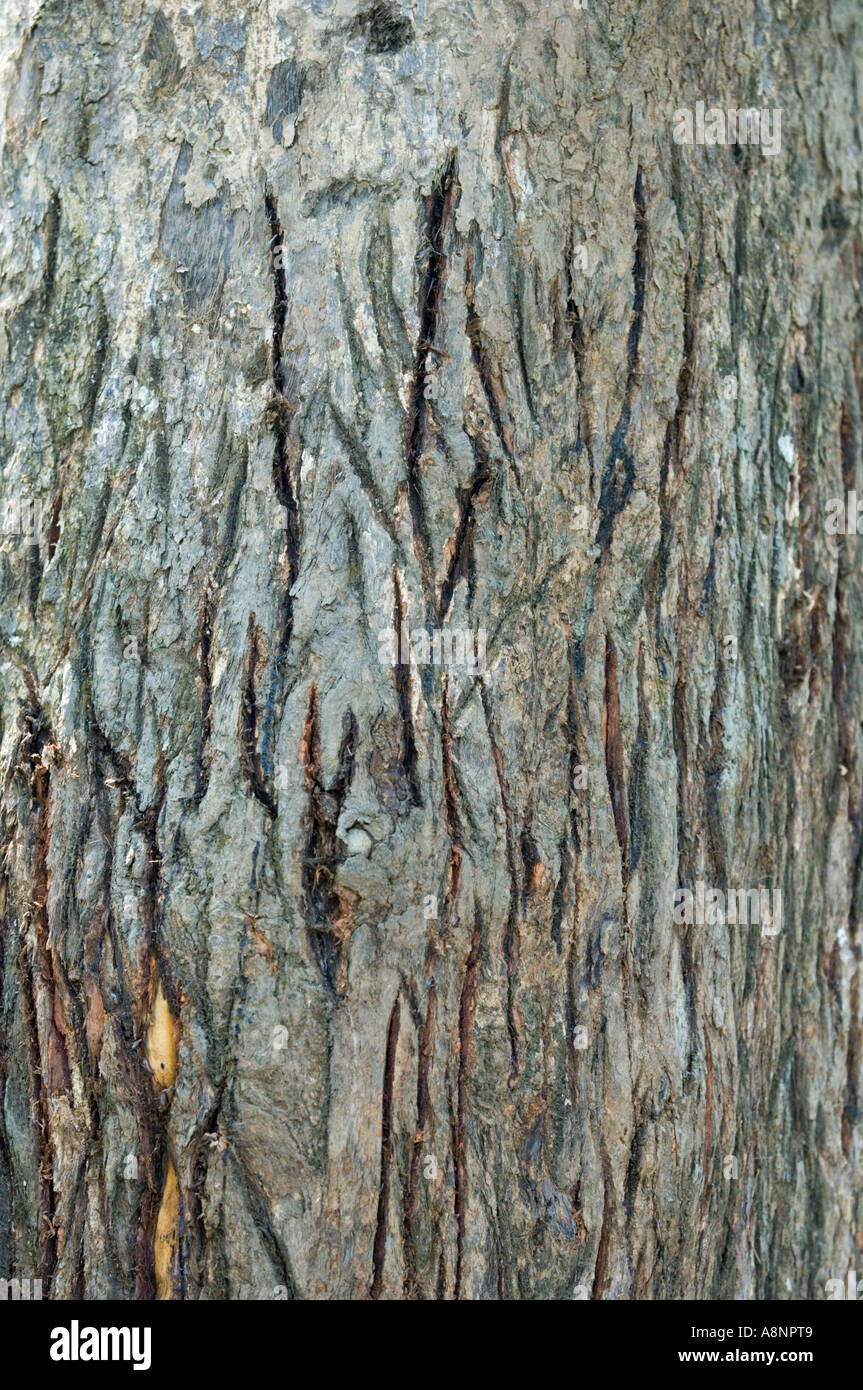 Tiger Tree Kaziranga Nationalpark Indien kratzen Stockfoto