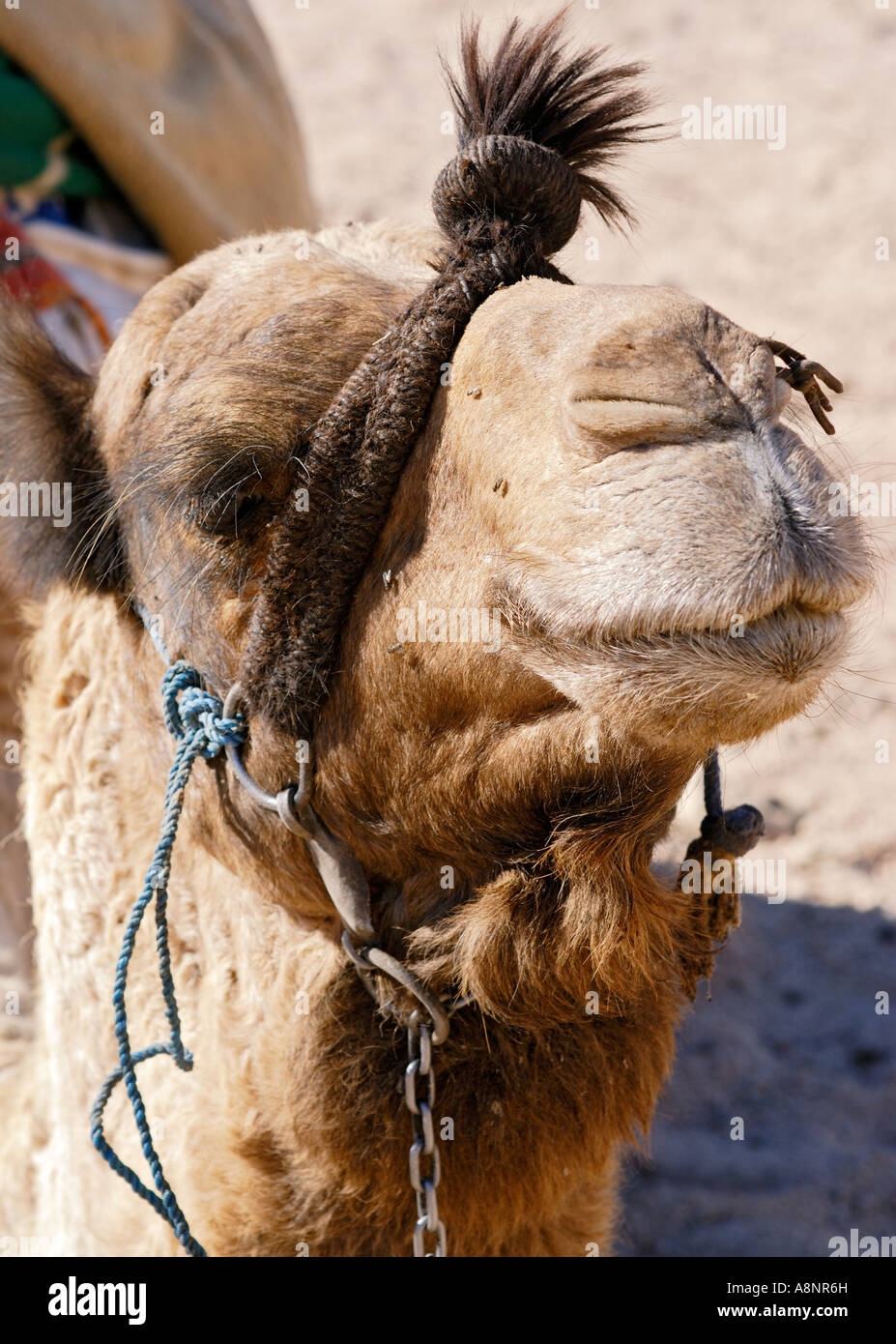 Porträt von einem Beduinen Kamel in der Wüste Sinai ruht Stockfoto