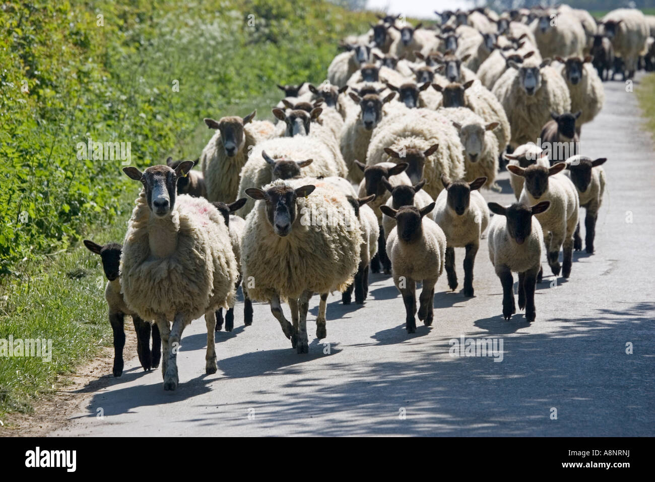 Herde von Masham Schafe und Lämmer getrieben, Landstraße in Cotswolds UK Stockfoto