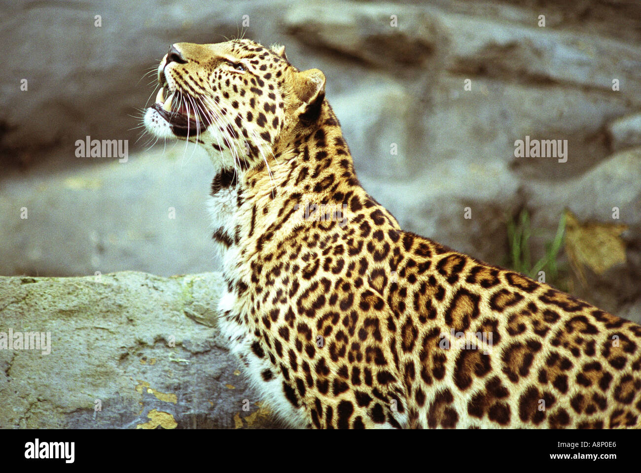 Leopard in einer Zucht in Gefangenschaft Stockfoto