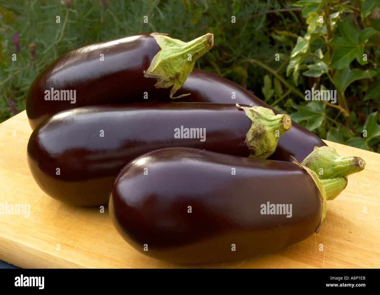 Auberginen Stockfoto