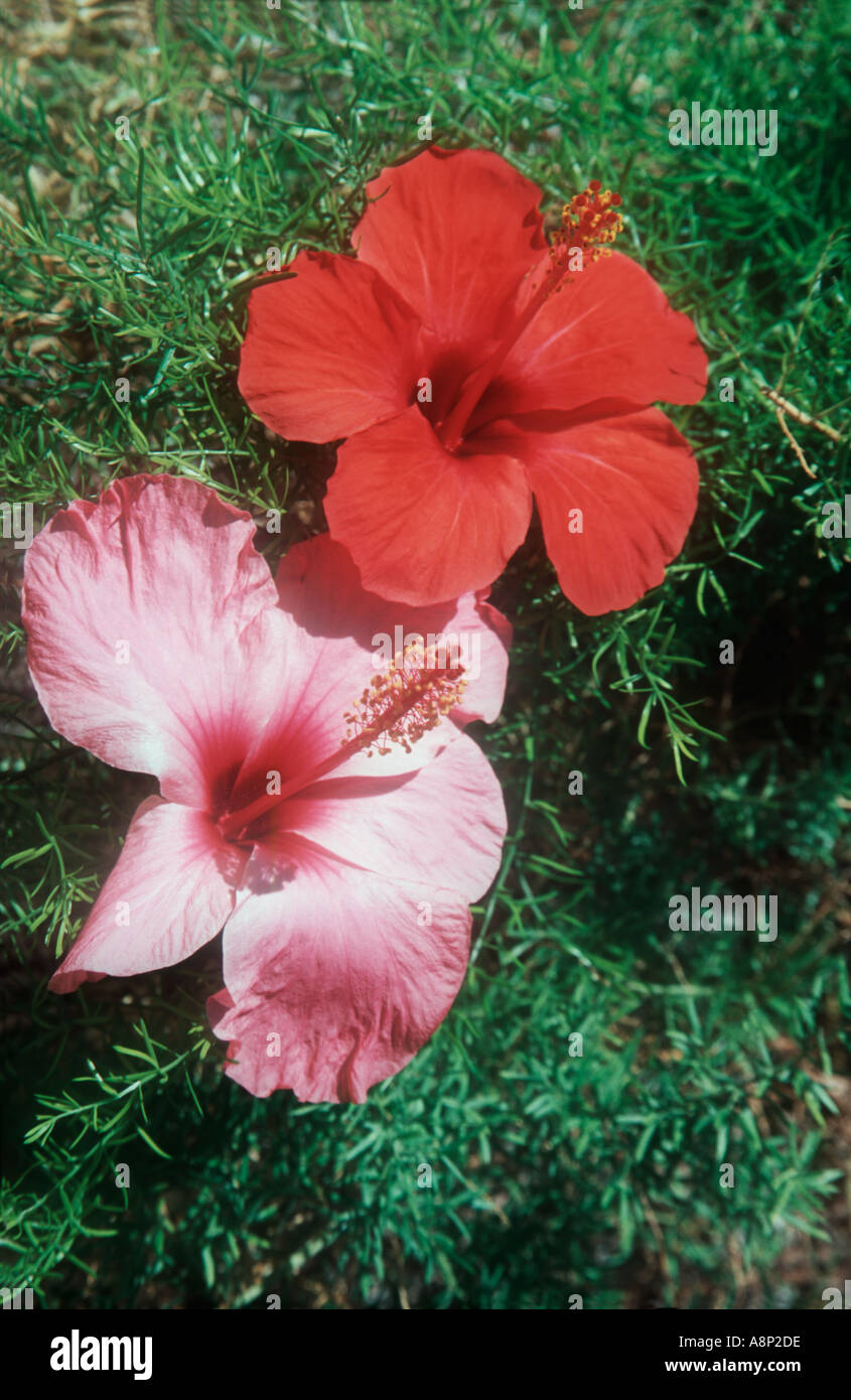 Rot und rosa Blüten mit langen Staubblättern grünes Blatt Hintergrund Stockfoto