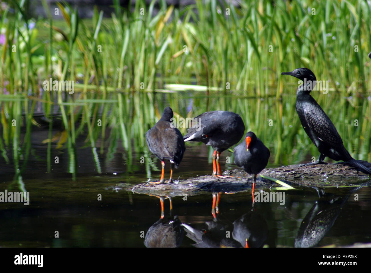 Familie der Blässhühner in einem Teich Stockfoto