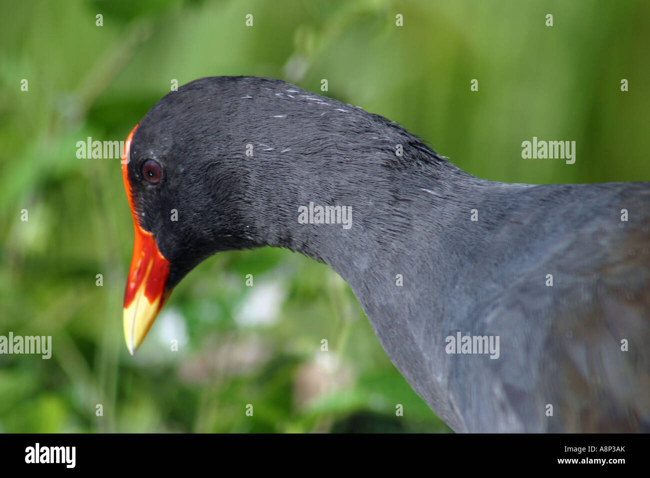 Ein Wasserhuhn ist eine aquatische Vogel der Schiene Familie mit gelappten Füße schwärzlich Gefieder und eine Rechnung, die zurück auf die Stirn als erstreckt sich Stockfoto