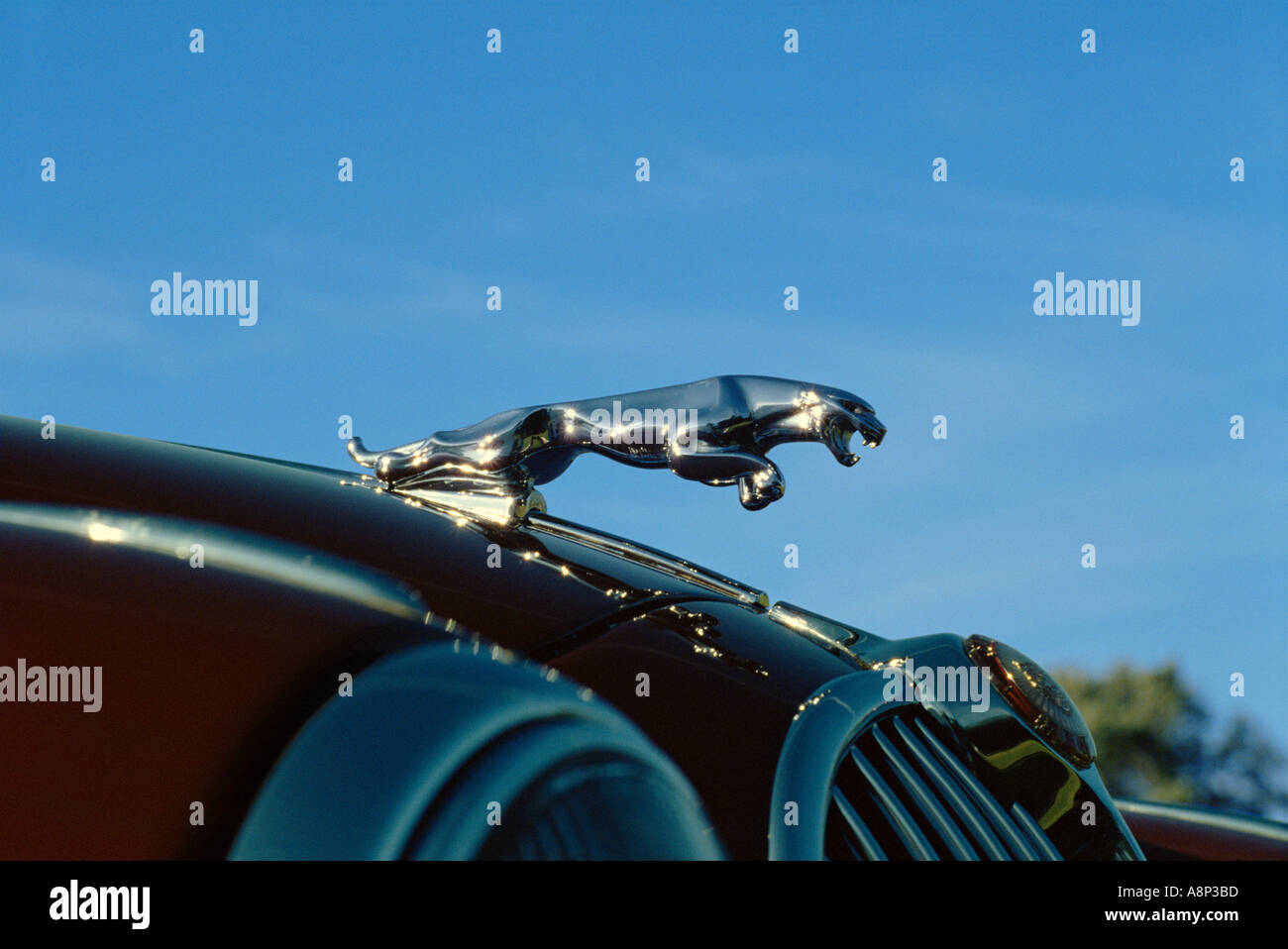 Maskottchen auf Jaguar Oldtimer Stockfoto
