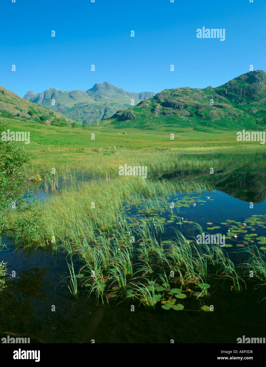 Langdale Pikes gesehen über Blea Tarn, oben Langdale, Nationalpark Lake District, Cumbria, England, UK. Stockfoto