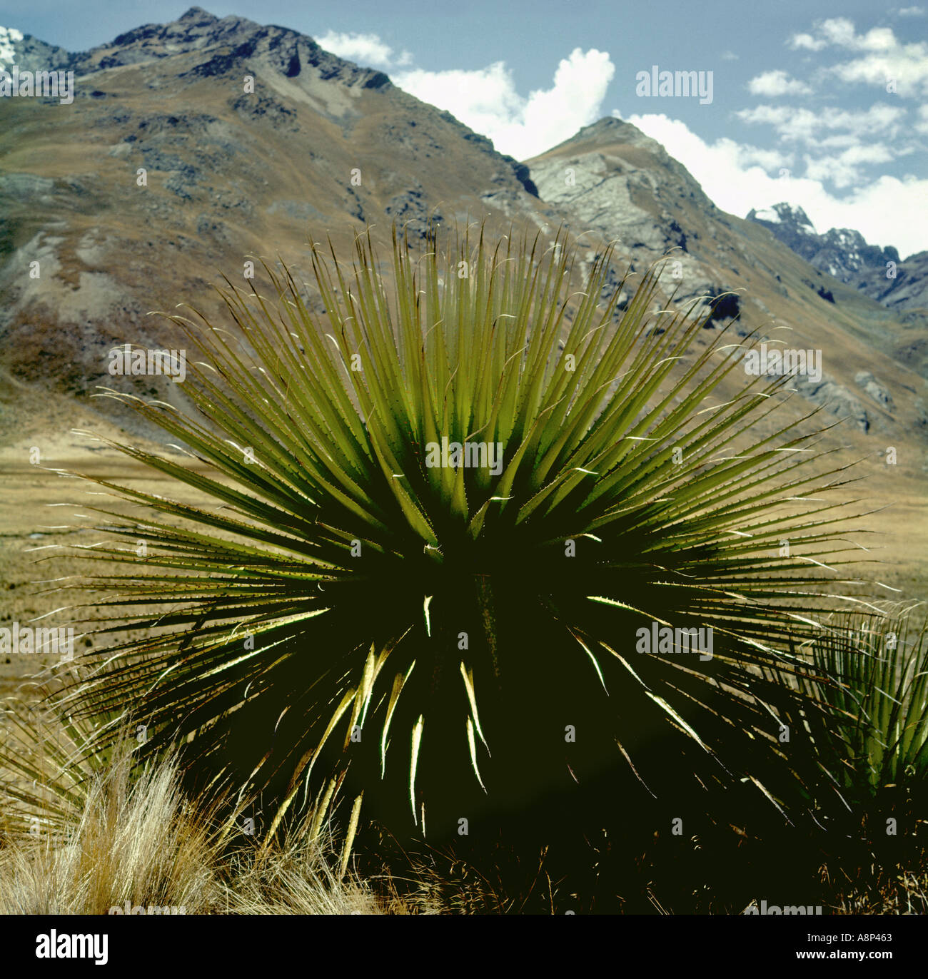 Peru Anden Puya Raimondi Pflanze wächst in der Mount Huascaran National  park Stockfotografie - Alamy