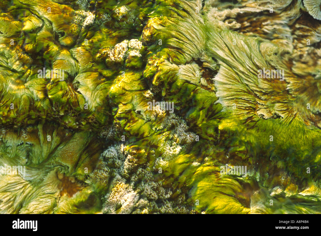 Bakteriologische Matte gebildet von lebenden Organismen in fließenden Gewässern eine geothermische Abfluss bei Mammoth Hot Springs Travertin t Stockfoto