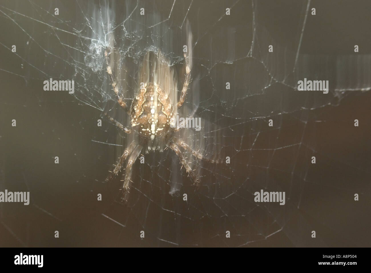 Gartenkreuzspinne Araneus Diadematus Kreuz lauern Stockfoto