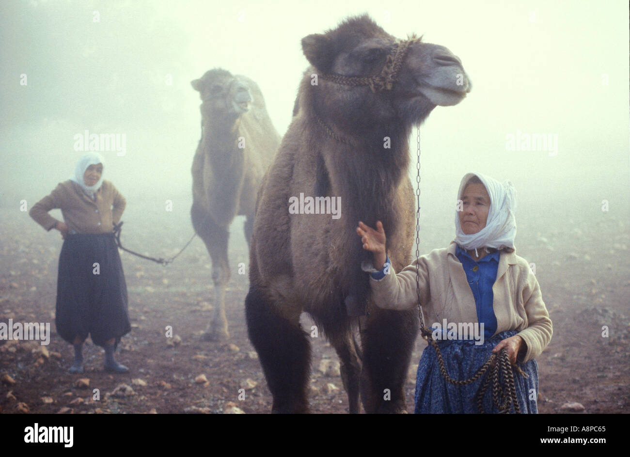 Frauen führen ihre Kamele im Morgennebel auf einer bergigen Strecke in der Türkei Stockfoto