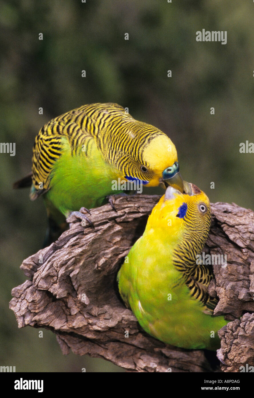 Wellensittich Melopsittacus Undulatus männlichen Balz Fütterung weiblich am Nest Loch fotografiert im Northern Territory Australien Stockfoto