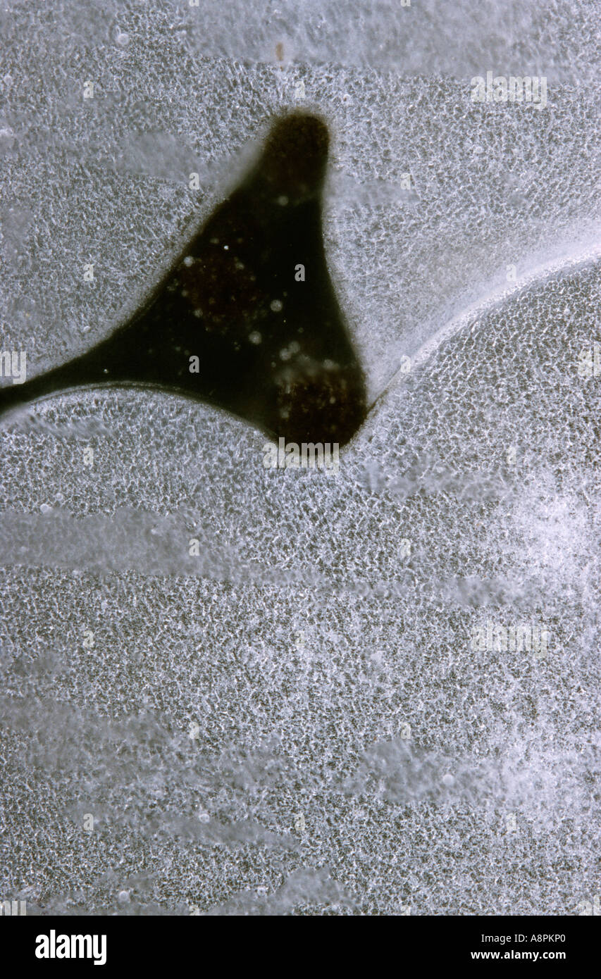 Eis-Muster auf eine gefrorene Pfütze gebildet Stockfoto