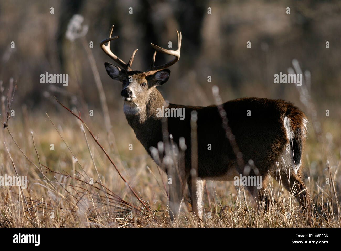 Ein 7-Punkt Whitetail Bock Stockfoto