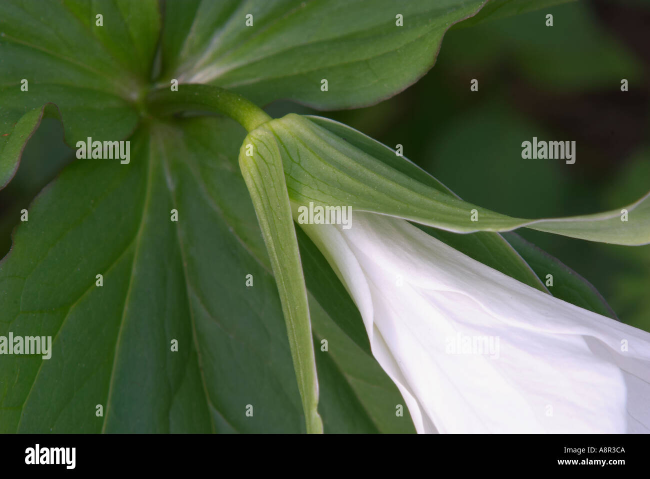 Die Blüte einer Trillium, bevor es vollständig öffnet Stockfoto