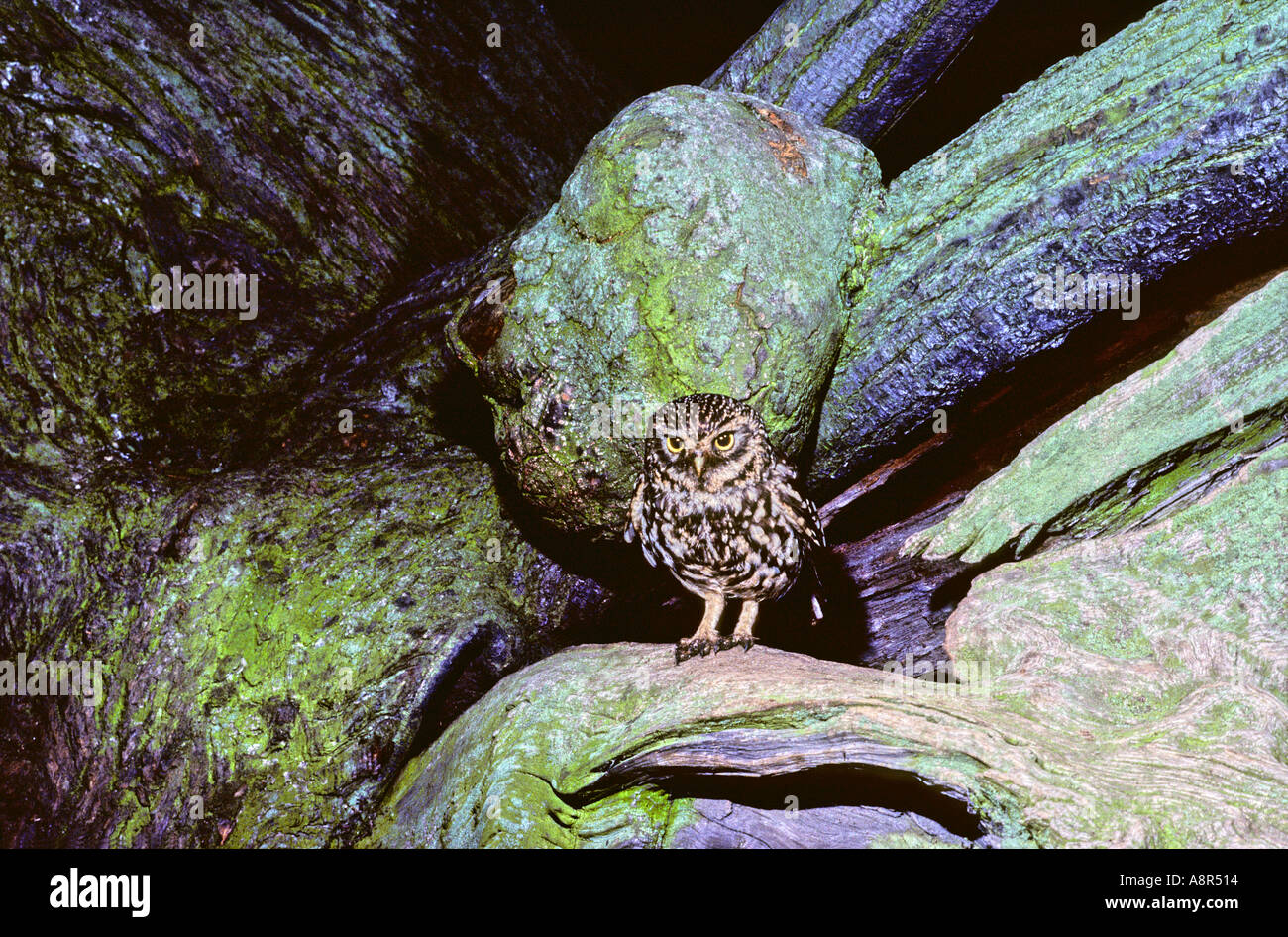 Athene noctua Stockfoto