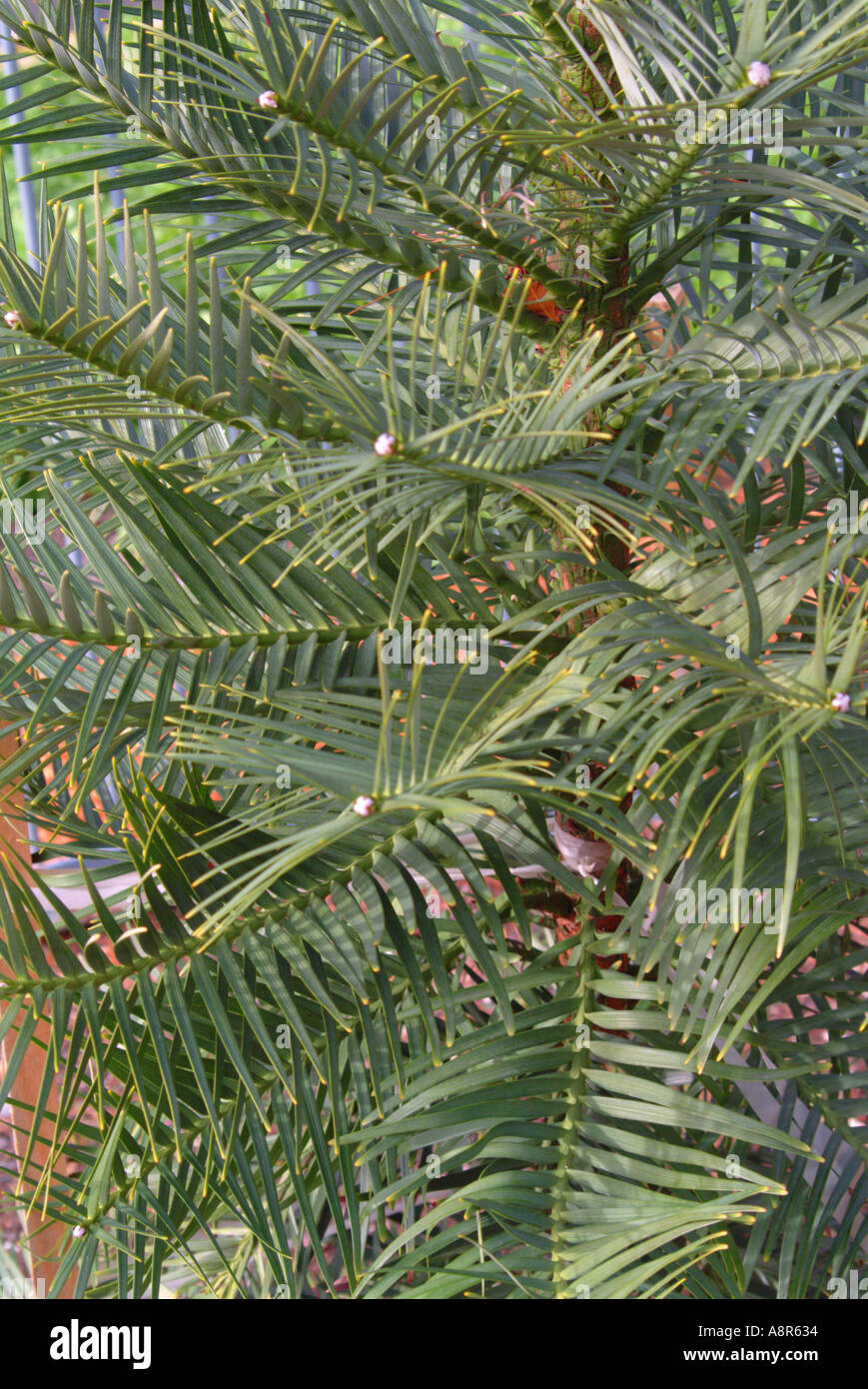 Die einst seltene, bedrohte und gelistete Wollemi Pine blüht jetzt Stockfoto