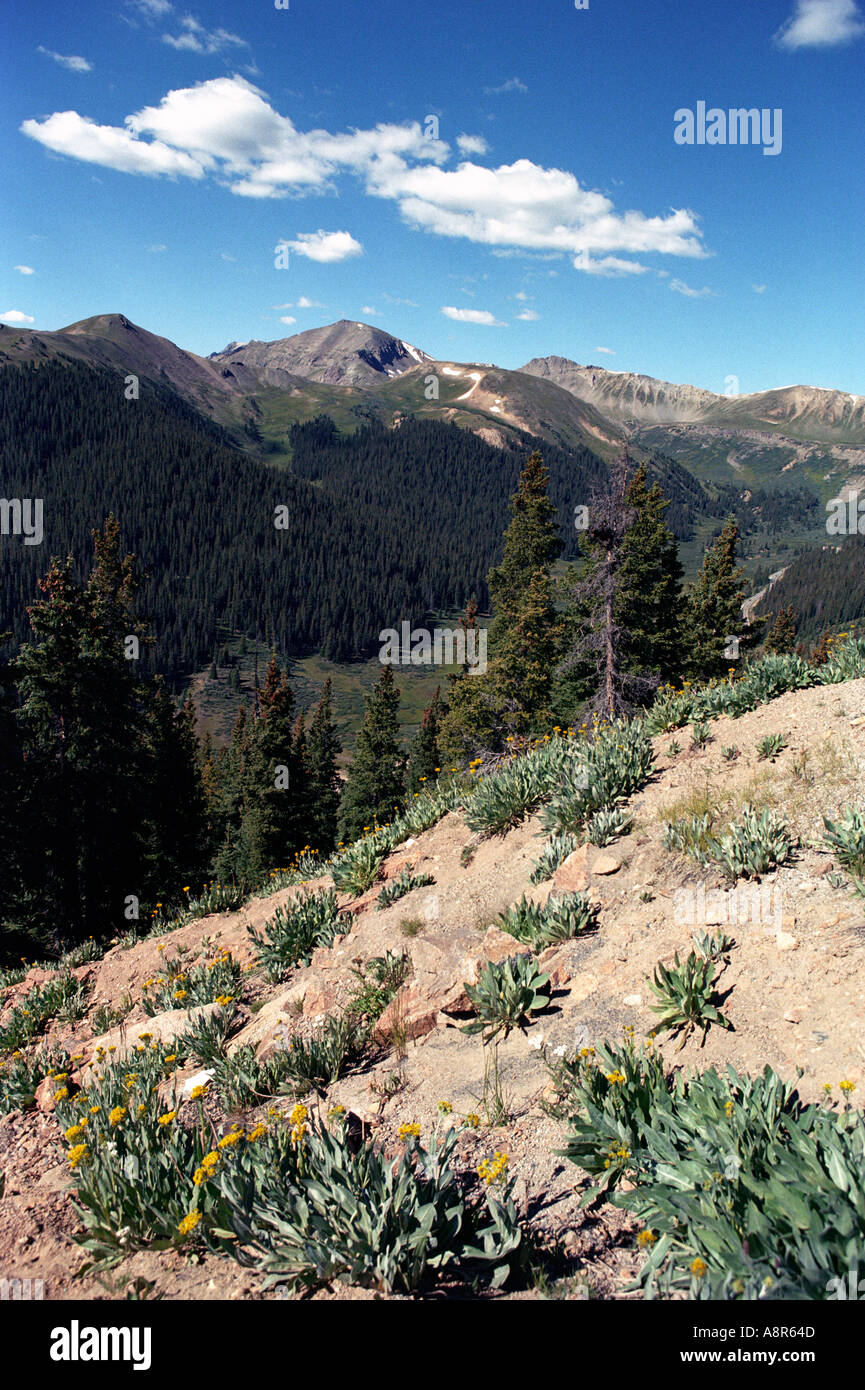 Landschaft mit ihren Wäldern und Bergen in der Nähe von Aspen Colorado in den Rocky Mountains Stockfoto
