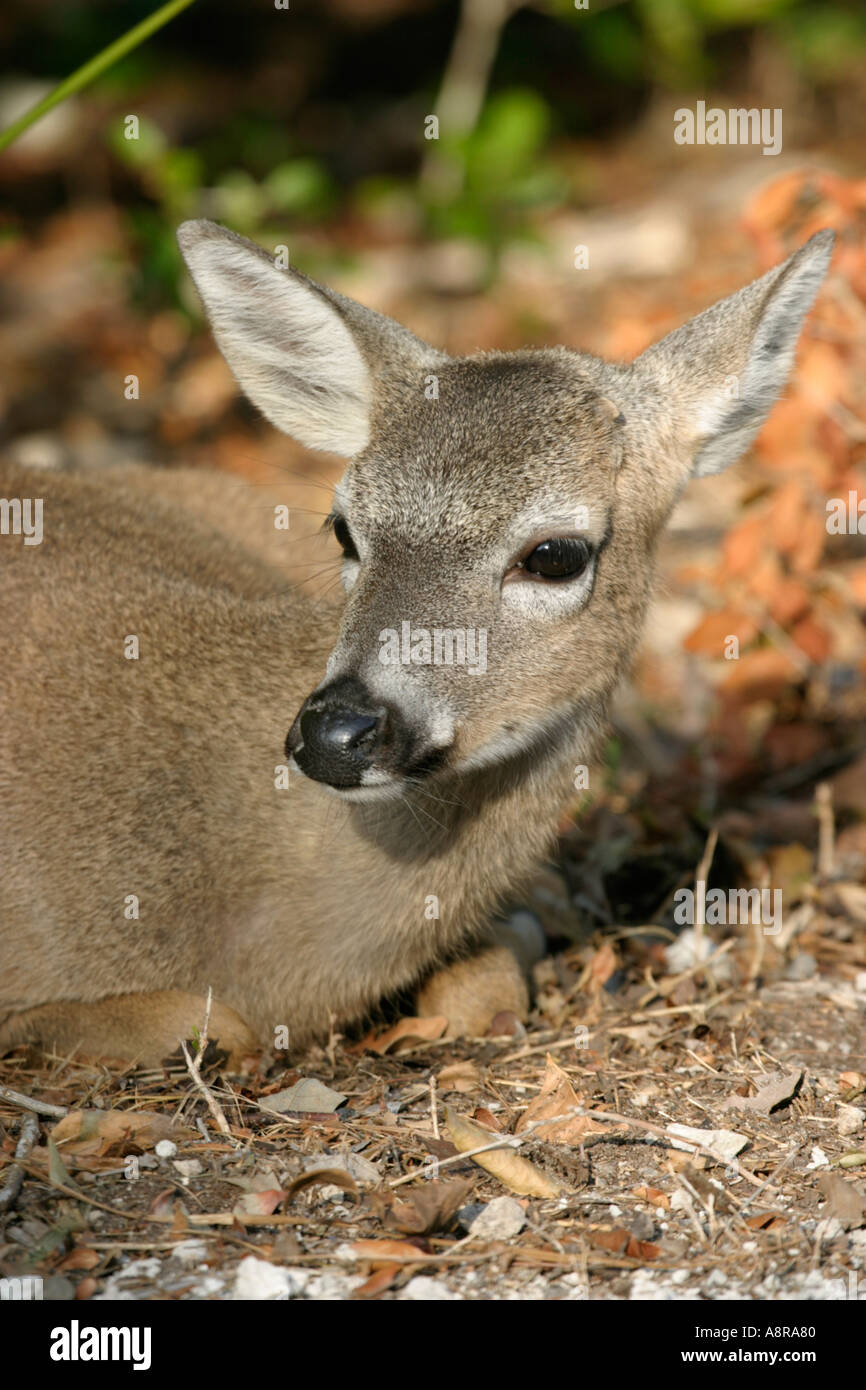 Florida Schlüssel Hirsch Stockfoto