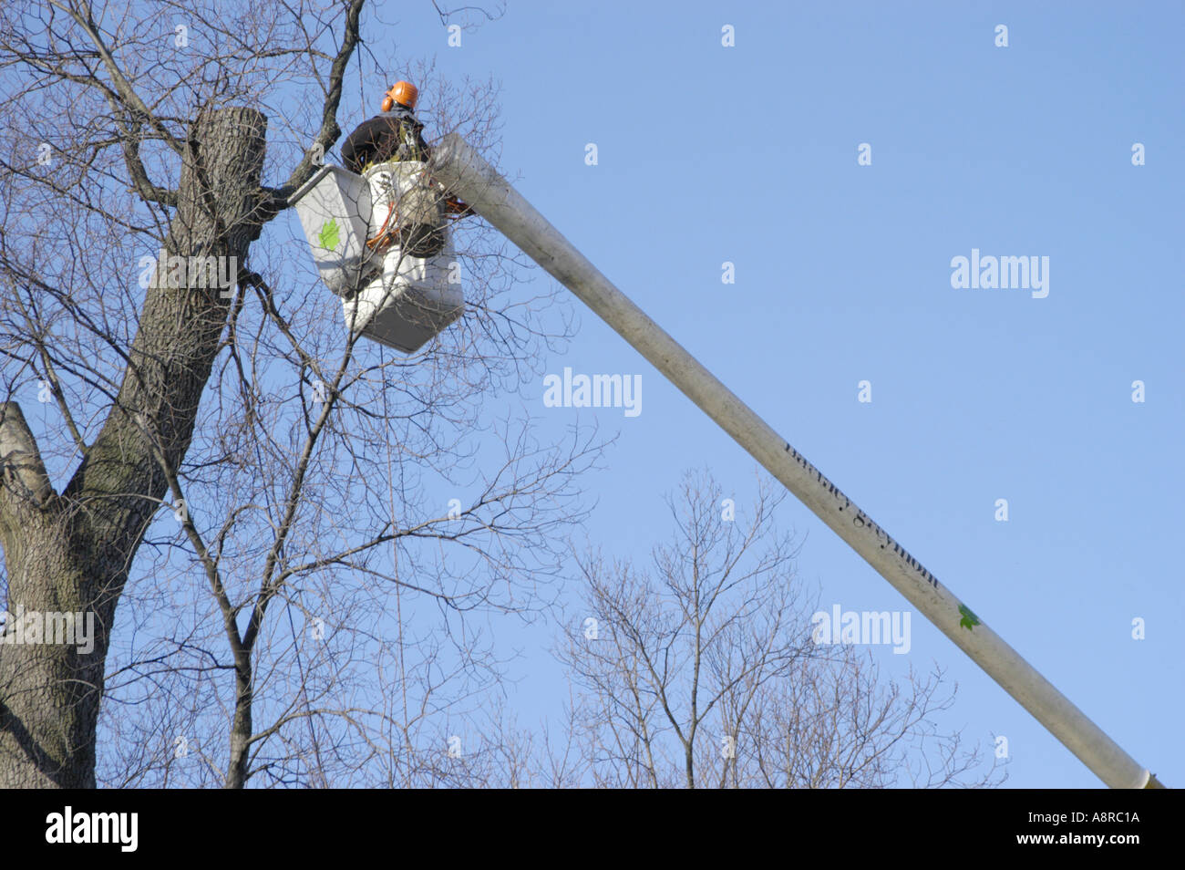 Arbeiten trimmen Baum von Hubarbeitsbühnen Stockfoto