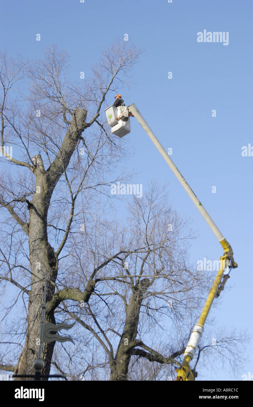 Arbeiten trimmen Baum von Hubarbeitsbühnen Stockfoto