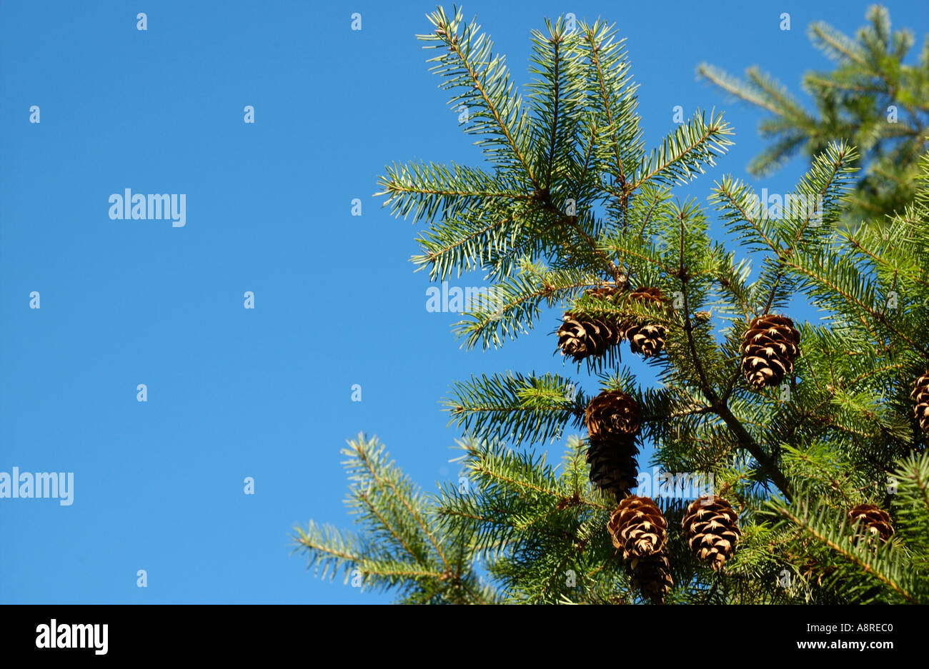 Douglas-Tanne Baum blauen Himmel Stockfoto