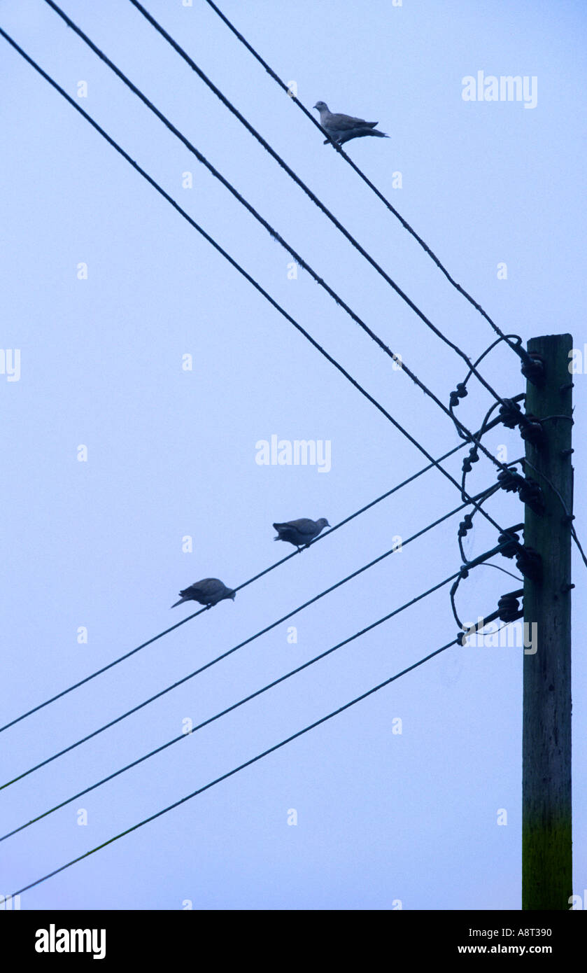 Vögel auf Telegraphendrähten 1 Stockfoto