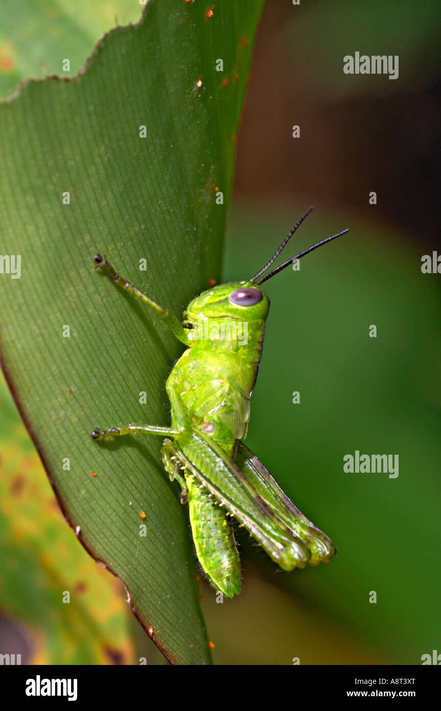 Heuschrecken sind eine Gruppe von Insekten, die zur Unterordnung Caelifera gehören. Stockfoto