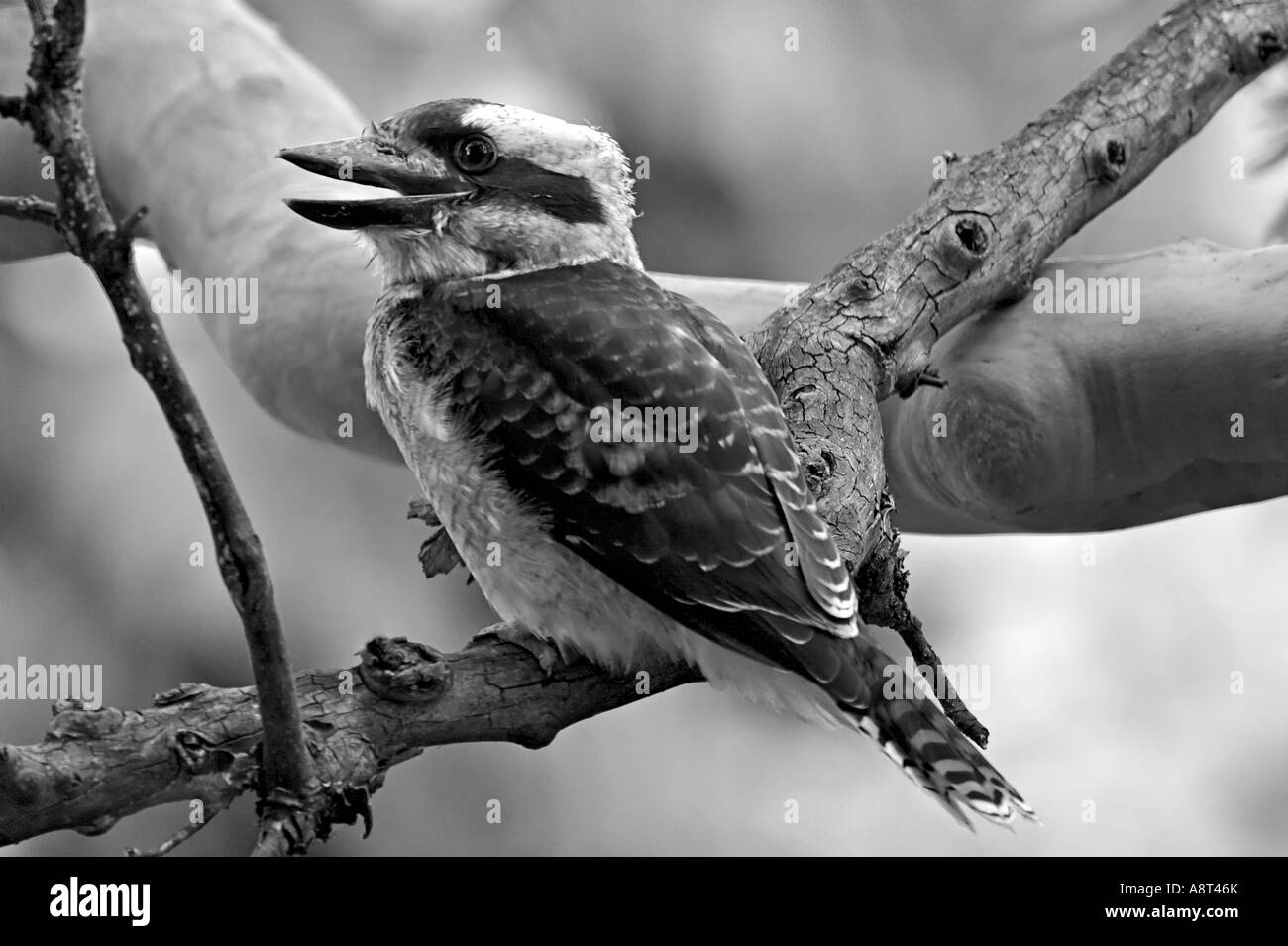 Lachende Kookaburra Dacelo novaeguineae Stockfoto