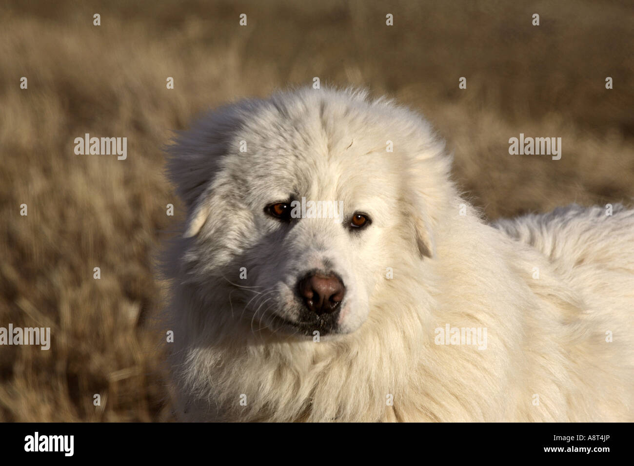 Ein großer weißer Hund im malerischen Saskatchewan Stockfoto