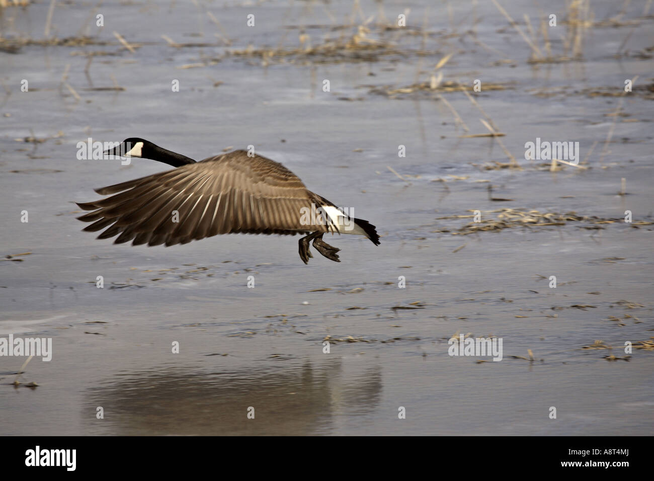 Canada Goose über den Boden in einem Teich von Saskatchewan Stockfoto