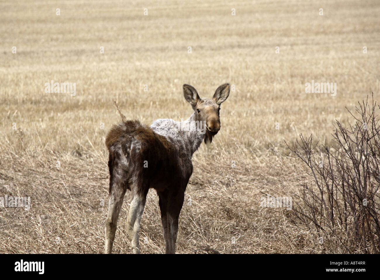 Ungerade farbige Elch Kalb in Saskatchewan Stockfoto