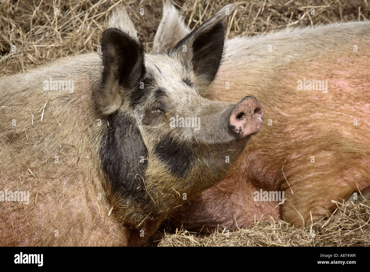 Zwei Schweine in einem Graben von Saskatchewan Stockfoto