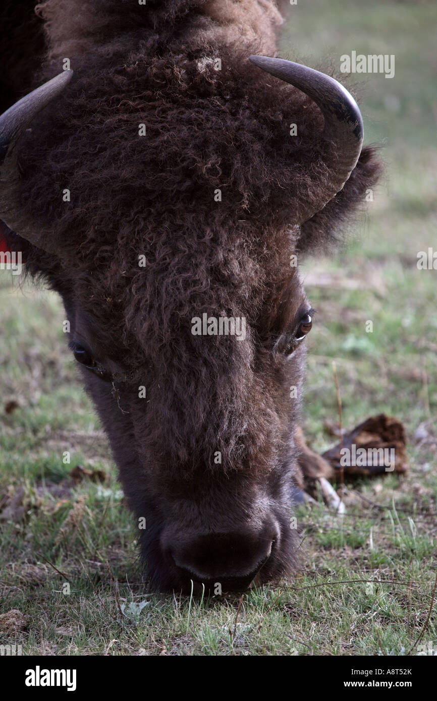 Eine Beweidung Bison im Buffalo Pound Provincial Park in Saskatchewan Stockfoto