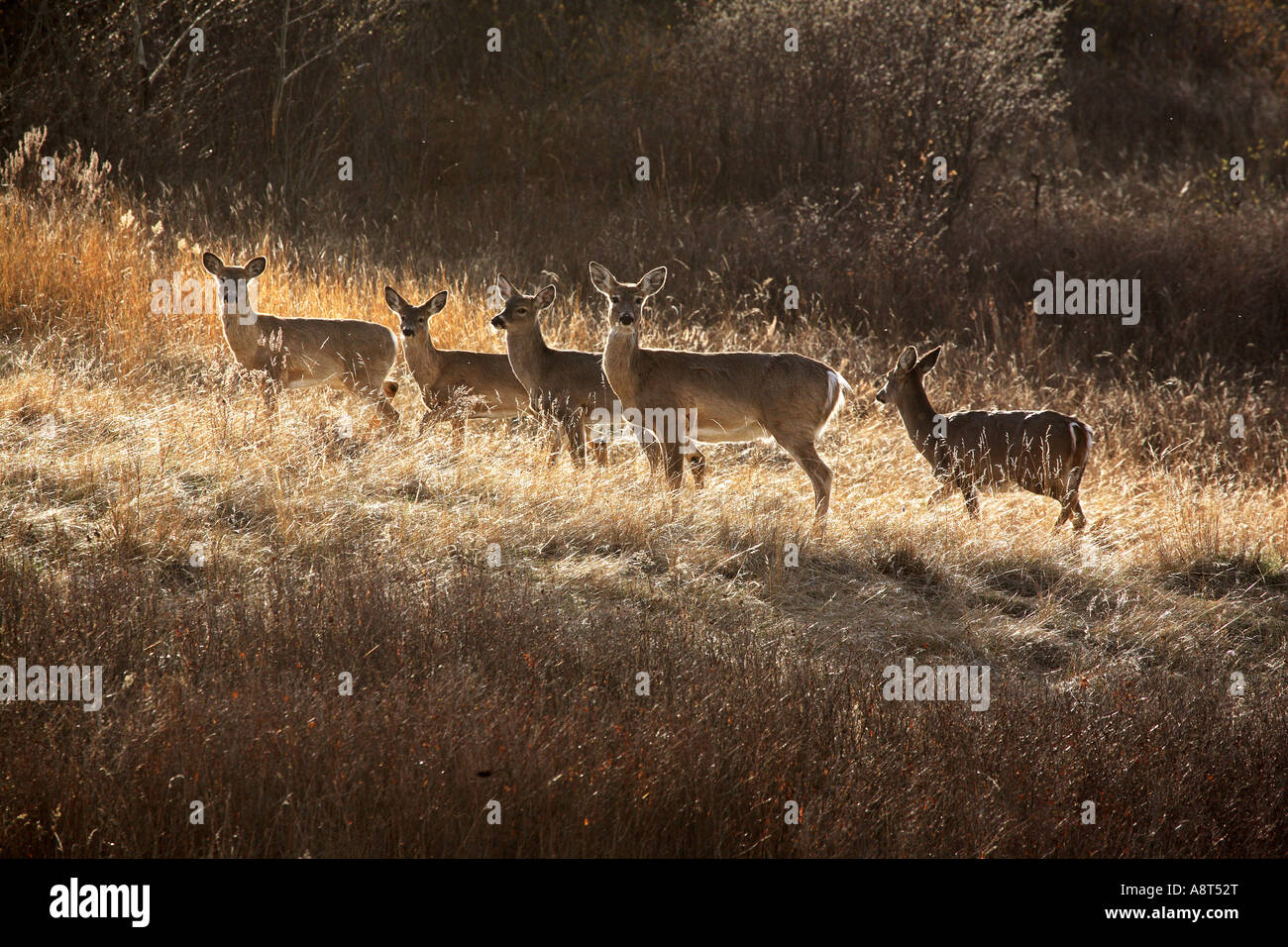 Kleine Herde von weiß - angebundene Rotwild im malerischen Saskatchewan Stockfoto