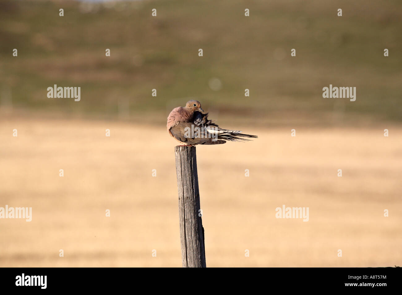 Mourning Dove auf Zaunpfosten in ländlichen Saskatchewan Stockfoto