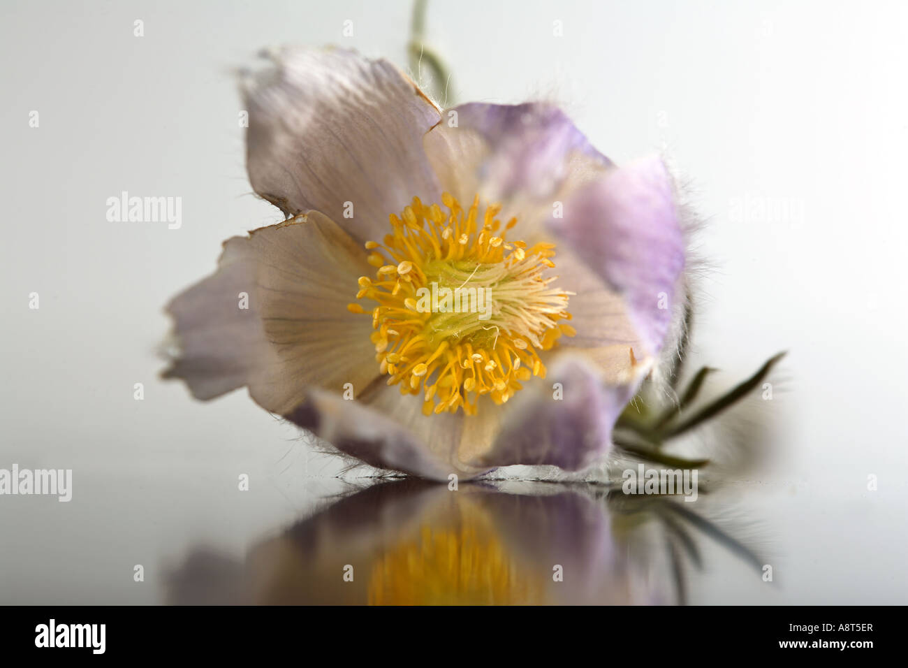 Krokus Blüte auf Glas reflektiert Stockfoto