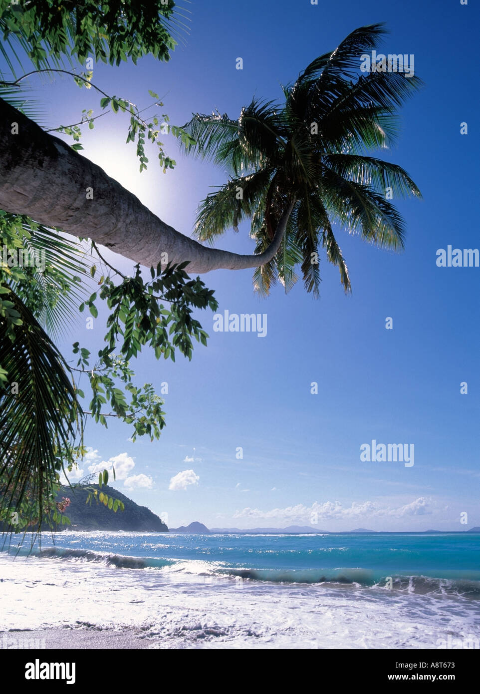 Niedrigen überhängenden Stamm der Palme verbergen Sonne in den blauen Himmel über Strand und Surfen von türkisblauem Meer an tropischen Cane Garden Bay Beach BVI brechen Stockfoto