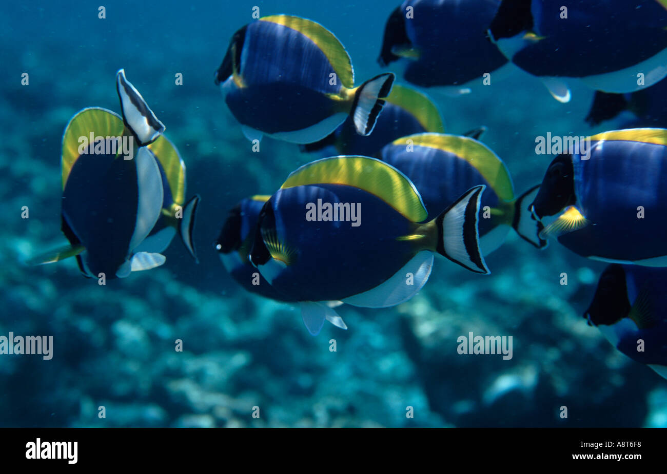 ein Schwarm von powder blue Doktorfisch Stockfoto