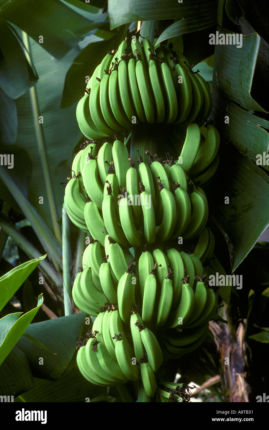Bananen in der Baum-Venezuela Stockfoto